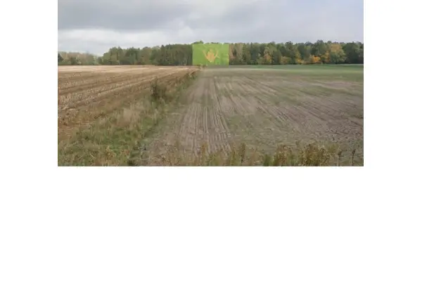 mazowieckie, powiat miński, Królewiec, Działka leśna 1,01 ha - piękny teren wśród zieleni