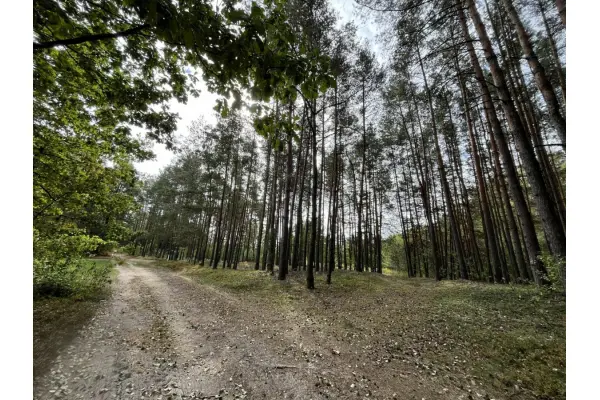 mazowieckie, powiat miński, Pustelnik, Działka rolna z samosiejkami