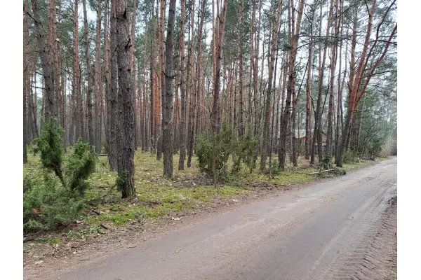mazowieckie, powiat miński, Rynia, Ignacego Paderewskiego, Działka leśna ujęta w MPZP z możliwością zabudowy