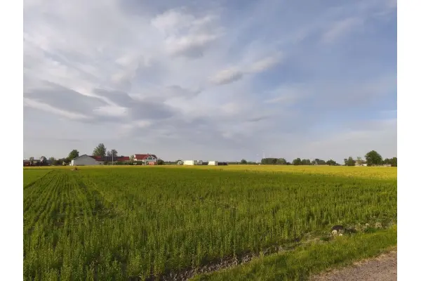 mazowieckie, powiat żyrardowski, Wola Miedniewska, Działka Wola Miedniewska 2999m2 z WZ - OKAZJA!